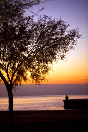 Tree and a Lonely Man near the Seaside in the Afternoon Lightの写真素材