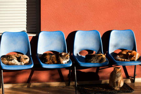 Sweet Animal Cats Sitting on Chairs Photo