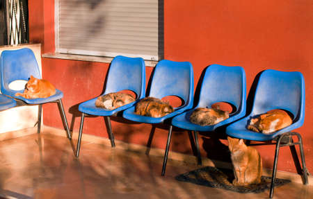 Sweet Animal Cats Sitting on Chairs Photo