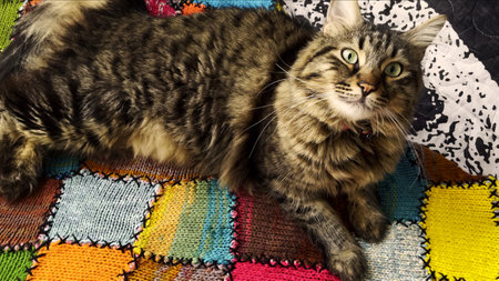 Sweet Mammal Animal Pet Cute Cat Photo