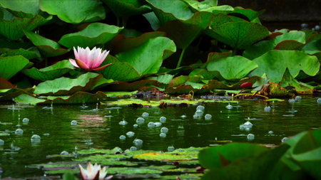 Lotus Flowers and Leaves on Lake Water Photo