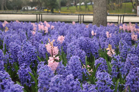 Hyacinthの写真素材