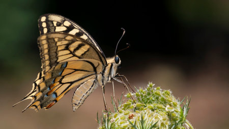 Papilio machaon, a butterfly from Turkey