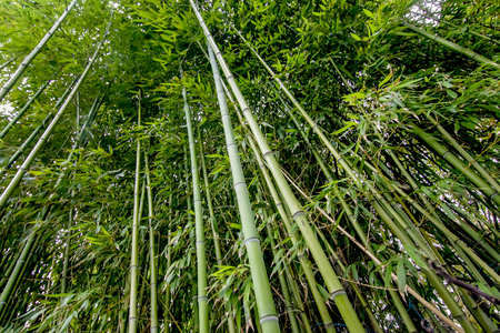 tall bamboo trees in green bamboo forest wide angle viewの写真素材