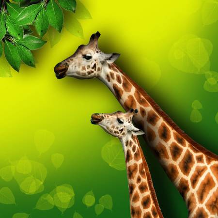 giraffeのイラスト素材