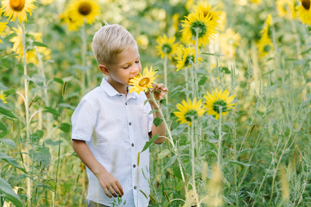 Happy blond boy in a shirt on sunflower field outdoors. Life style, summer time, real emotions. Kid portrait. Summer countryside agricultureの写真素材