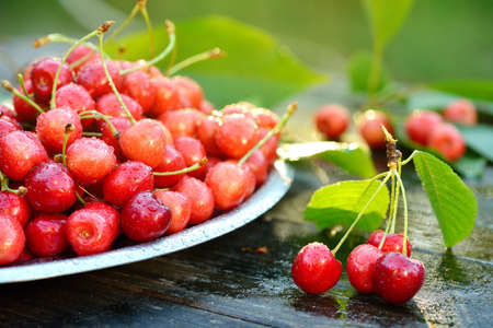 Fresh organic cherries in metal can on wooden table background with sun lightsの写真素材