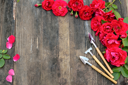 Florist vintage gardening set with red roses and tools on wooden tableの写真素材