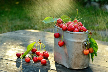 Fresh organic cherries in metal can on wooden table background with sun lightsの写真素材