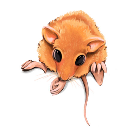 Cute little mouse isolated on white background. Watercolor illustration.の写真素材