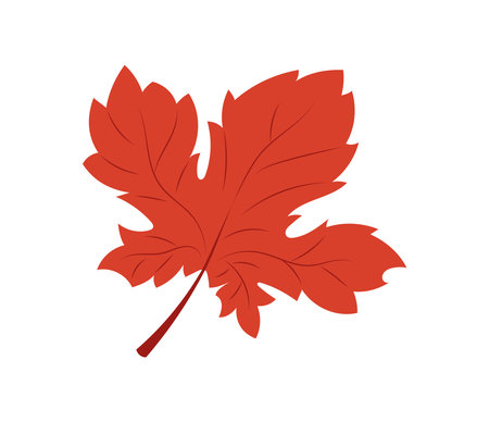 Autumn maple leaf icon over white background. colorful design.のイラスト素材