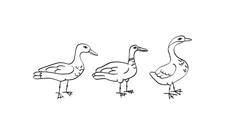 Set of doodle goose on white background.のイラスト素材