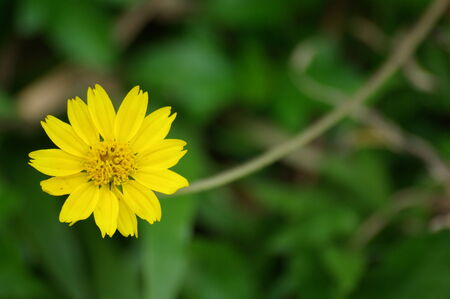 flowerの写真素材