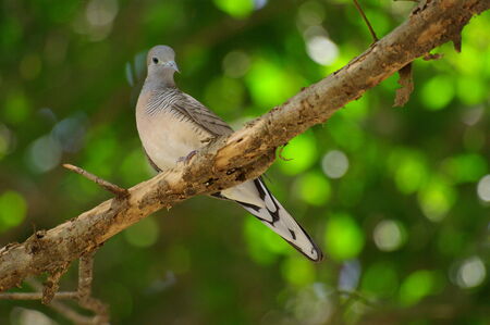 birdの写真素材