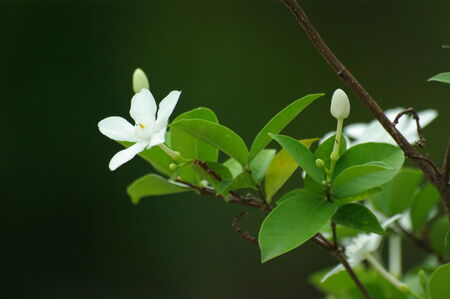 flowerの写真素材
