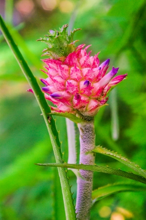 pineappleの写真素材