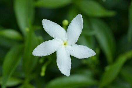 White fowerの素材