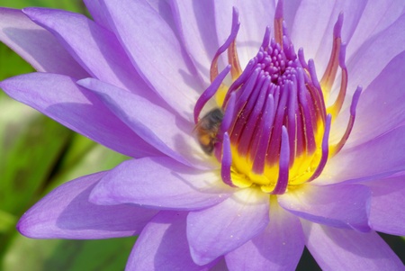 Lotus have bee の素材
