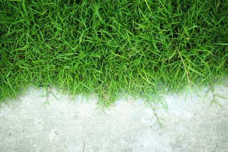 white wall and green grass backgroundの写真素材