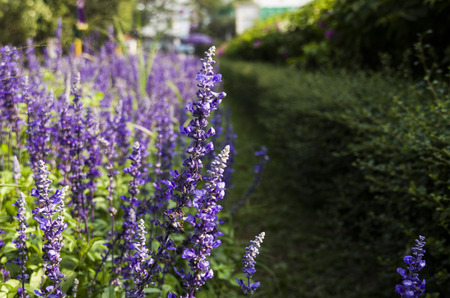 Closeup Image Of Violet Lavender Flowers In The Field In Sunny Dayの写真素材