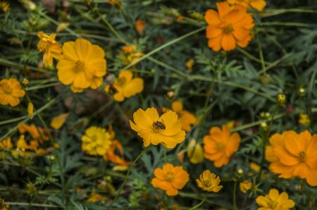 Colorful yellow flowers in the gardenの写真素材