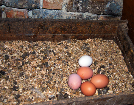 egg in the nestの写真素材