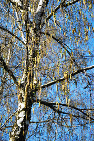 yellow buds on the beach, sunny spring day