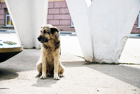 great and sad homeless dogの写真素材