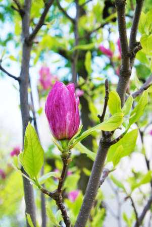 pink magnolia bud unsurpassedの写真素材