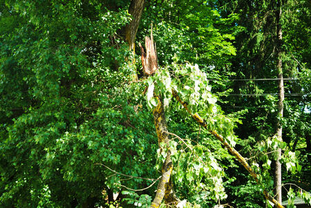 broken tree
