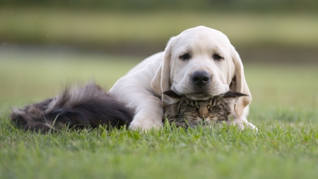 kitten and puppy friendshipの写真素材