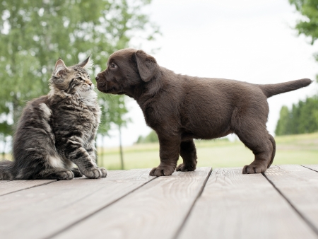 dog and kitten friendshipの写真素材