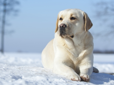 white Labrador female  inter champion FCIの写真素材