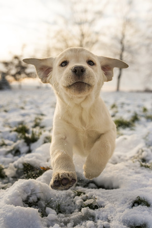 yellow puppy in actionの写真素材