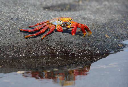 Sally Lightfoot crab (Grapsus grapsus) with reflection, Punta Espinosa, Fernandina Island, Galapagos...