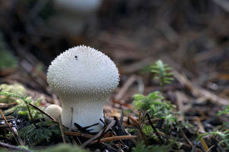Gem-Studded Puffball (Lycoperdon perlatum)