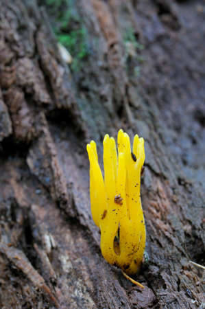 Mushroom on the forest floor, Vancouver Island, British Columbia, Canadaの写真素材