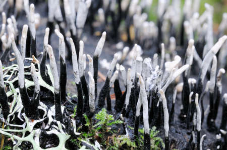 Carbon Antlers (Xylaria hypoxylon) detail photographの写真素材