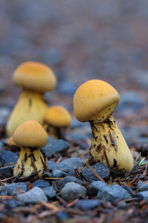 Mushroom on the forest floor, Vancouver Island, British Columbia, Canadaの写真素材