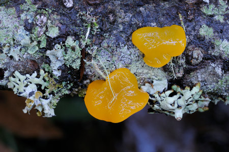 Orange Jelly (Dacrymyces palmatus)の写真素材