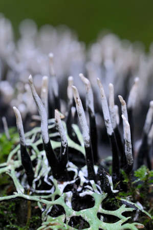 Carbon Antlers (Xylaria hypoxylon) close up