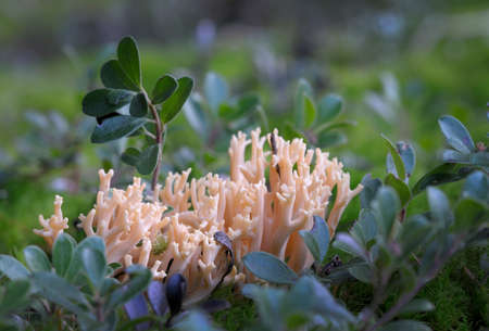 Pink Coral Fungus (Ramaria formosa)の写真素材