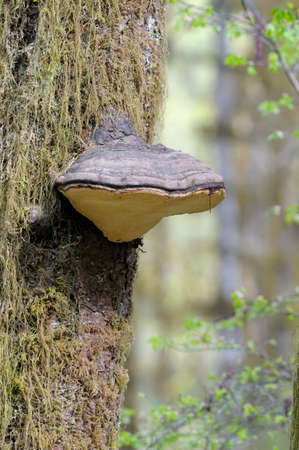Close up of Red-belted Polypore (Fomitopsis pinicola)