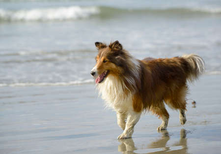 Sheltie walking on Chesterman Beach, Tofino, British Columbia, Canadaの写真素材