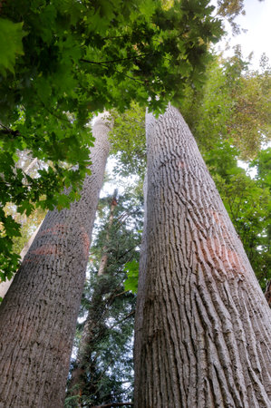 Black cottonwood (Populus trichocarpa) trunks, Sidney Spit, British Columbia, Canadaの写真素材