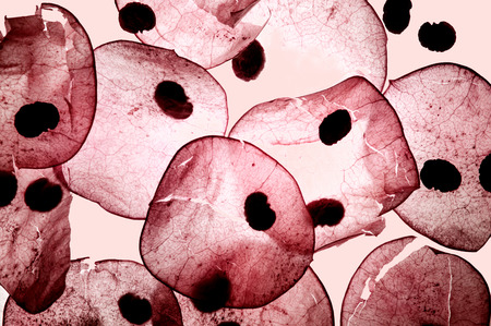 Pattern of autumn dry plants with seeds. Beautiful natural organic texture in red pink tones. Creative background abstraction.の写真素材