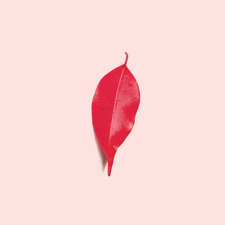 Bright red autumn leaf on pale pink background. Top view, square sauare shape. Minimalistic flat lay style. Soft shadowsの写真素材