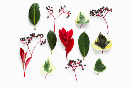 Collection of different autumn plants and leaves. Red, green and purple colors. Isolated on white background fall themed pattern. Faded shadows, minimalistic clean style. Design for social media postsの写真素材