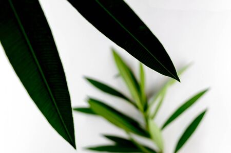 Green tropical plant leaves close up isolated on white background. High contrast creative nature photography. Abstract organic texture with space for text.の写真素材