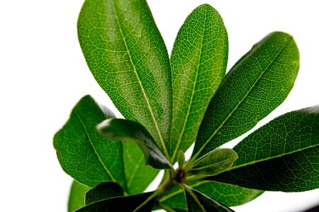 Green tropical plant leaves close up isolated on white background. High contrast creative nature...